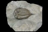 Dalmanites Trilobite Fossil - New York #99023-1